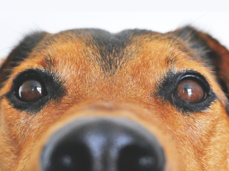 Open 2024 Day Canile