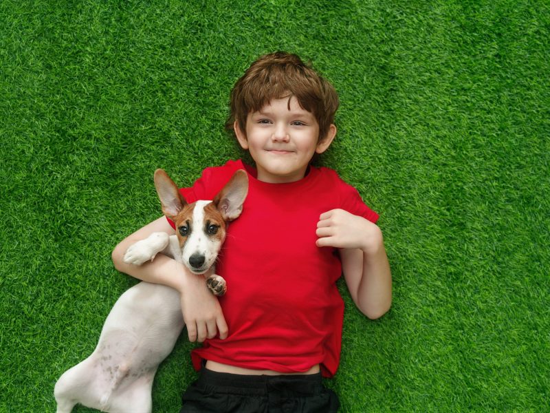 Child embracing puppy jack russell and lying on green carpet. High top view.