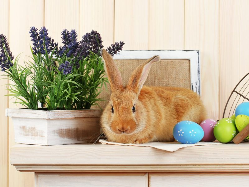 Cute red rabbit with Easter eggs on shelf on wooden wall background